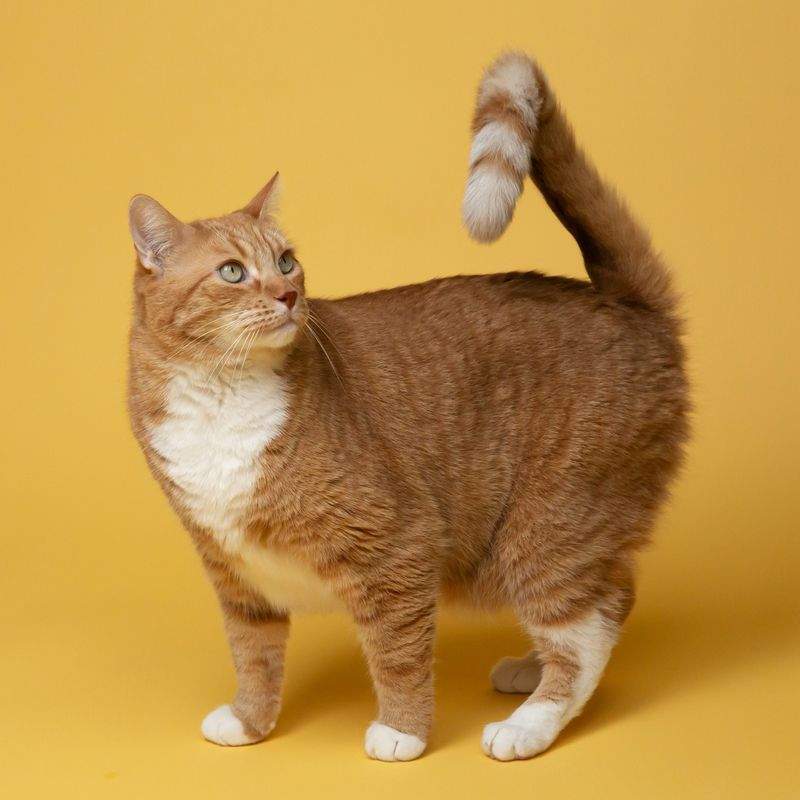 ペットケアスタジオ しっぽの森 5